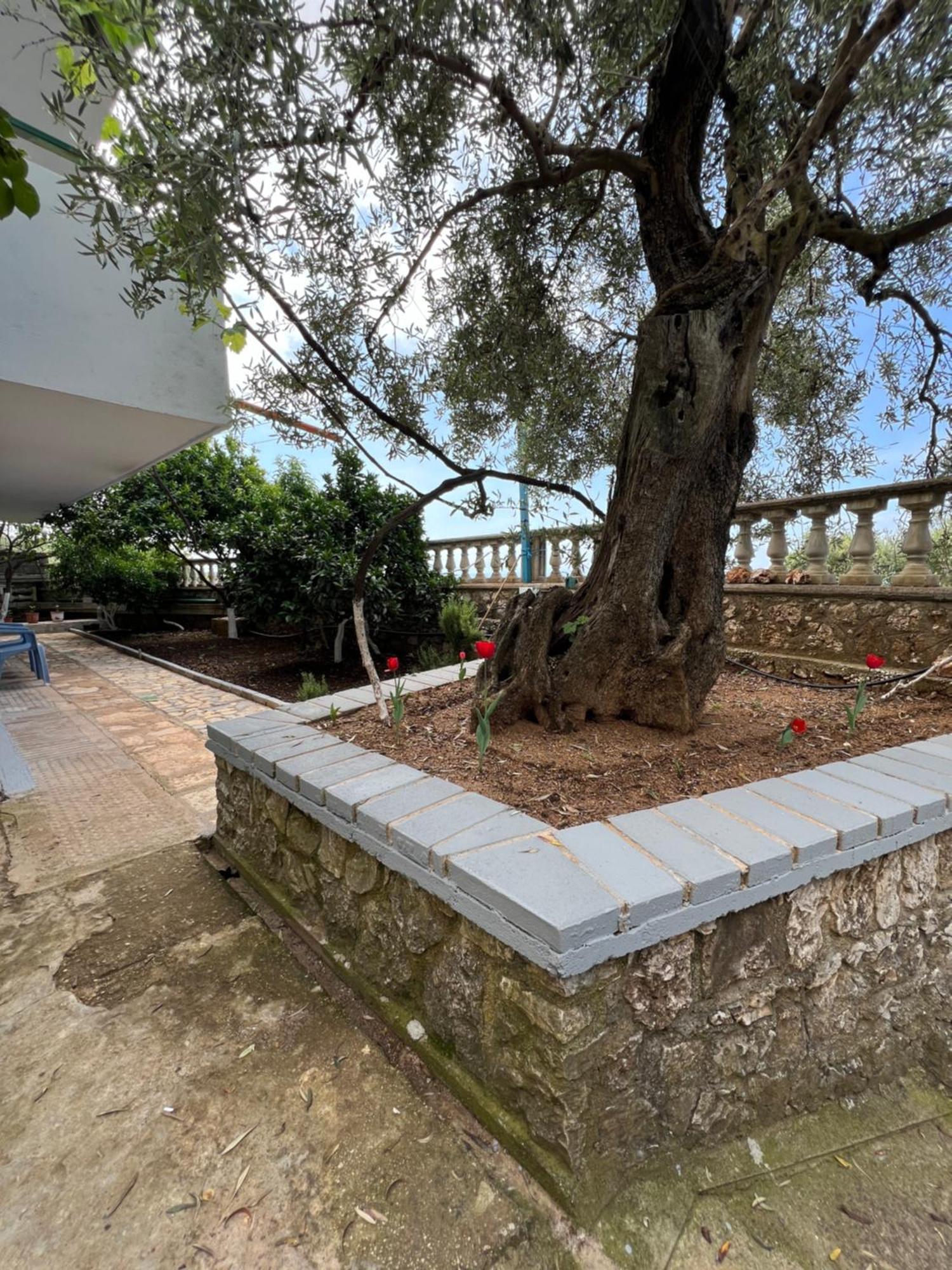 Petra Oliva Apartment Dhërmi Buitenkant foto